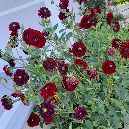 아파트 Tophill 보르쉬