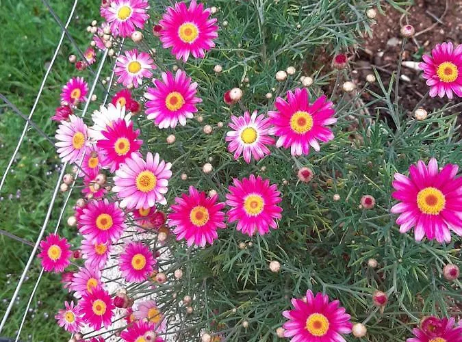 Tophill 公寓 博尔什